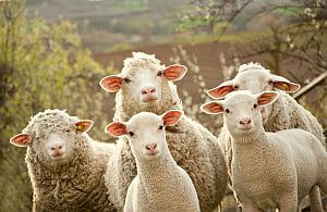 Teambuilding mit gemeinsamen Schafe hüten. Das hat noch keiner aus Ihrem Team vorher gemacht. Incentive Reisen mit Fun.